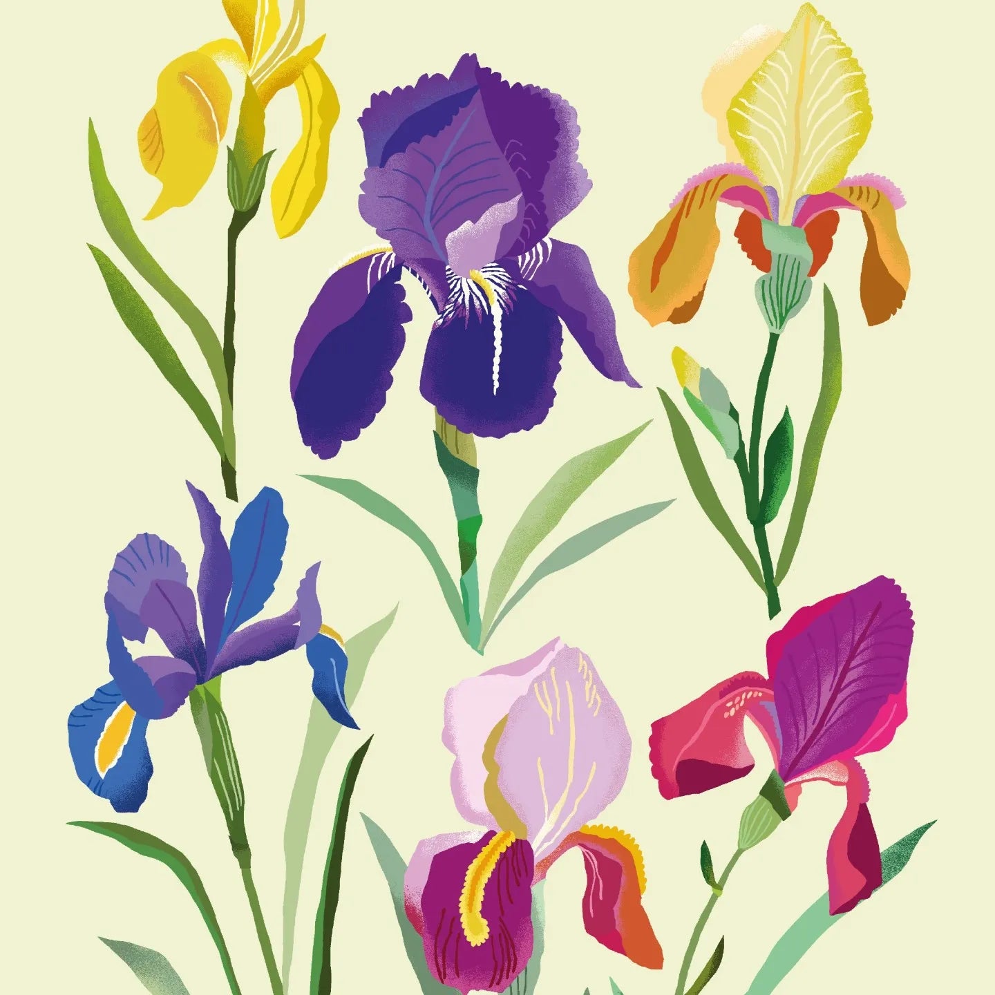 Irises Print